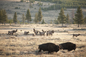 bison elk